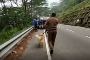 காவல்துறை வேட்டை 35 பேர் அதிரடியாக கைது |இலங்கை செய்திகள்