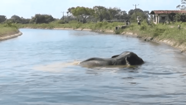ஆற்றில் வீழ்ந்த காட்டு யானை மீட்க நடக்கும் போராட்டம்