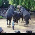 தெஹிவளை மிருகக்காட்சி சாலை புத்தாண்டில் அள்ளிய பெரும் பணம்