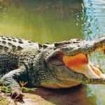 முதலை தாக்குதலில் ஒருவர் பலி