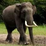 நிலச்சரிவில் தப்பிய மூதாட்டியை பாதுகாத்த யானைகள்