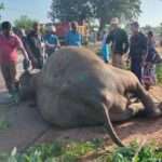 யானை லொறியுடன் மோதி பலி