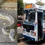 பஸ்ஸில் பதற்றத்தை ஏற்படுத்திய பாம்பு