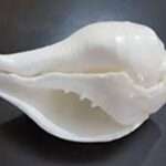 வடக்கு கிழக்கில் சங்கு போட்டி